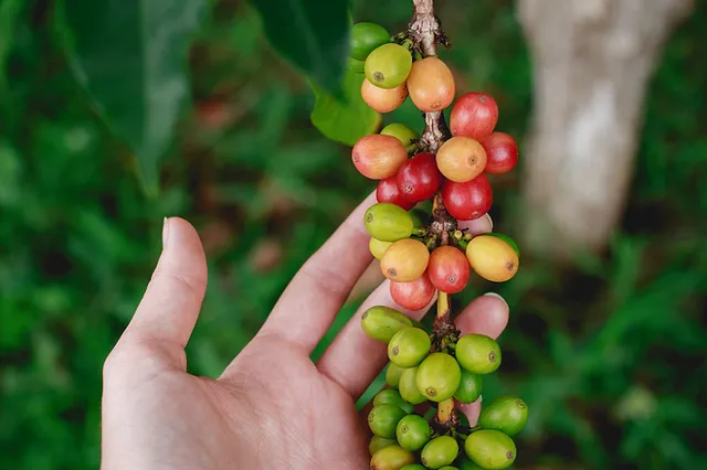 Drupa fruto cafeto