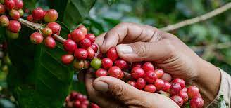 Drupa fruto del cafeto